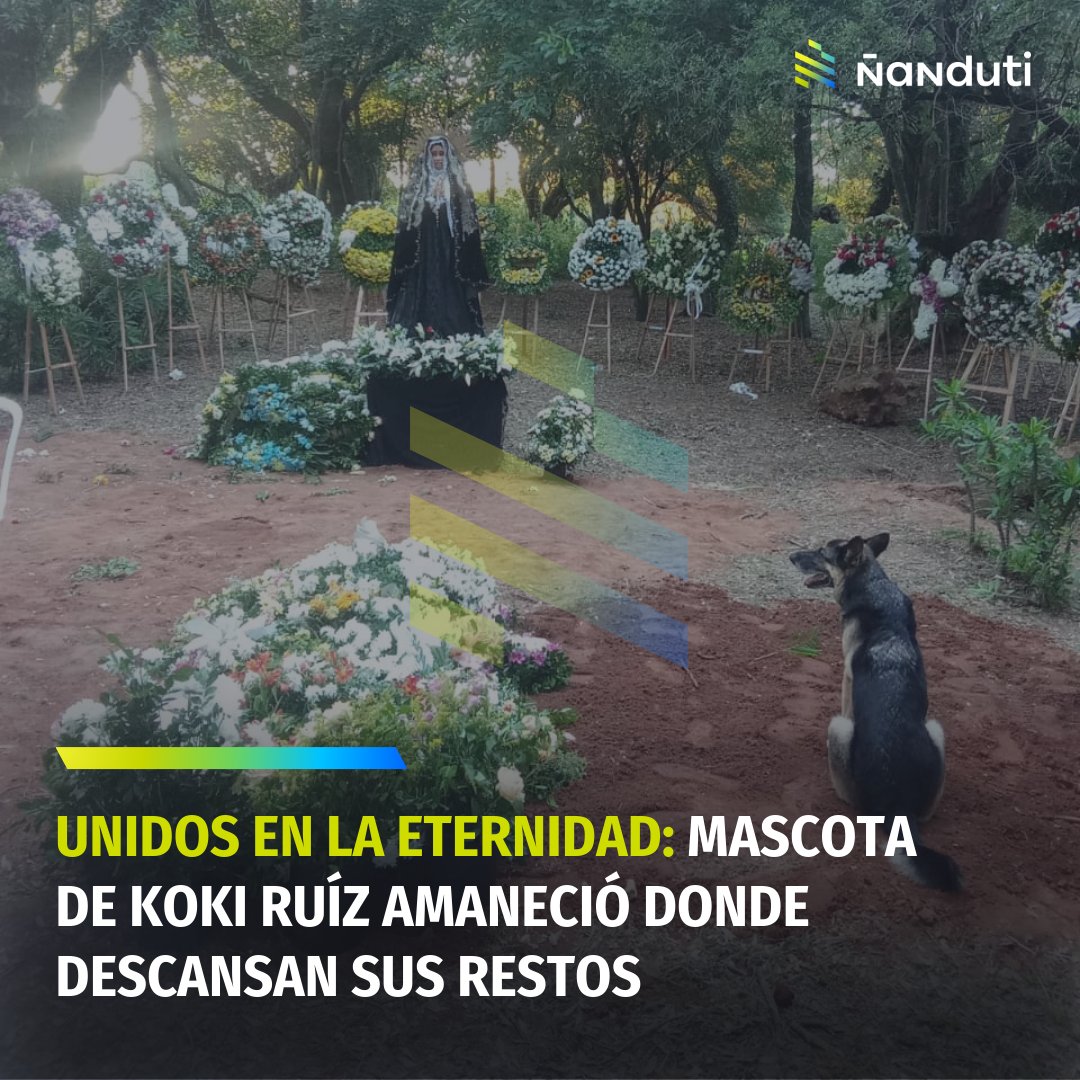 nanduti's tweet photo. Se nos parte el corazón: Fiel compañera hasta la eternidad💔

🐶La amiga fiel de Koki Ruíz amaneció en el lugar donde descansan los restos del artista. 

La peludita, de nombre Cora, acompañó al creador durante su trayectoria y su lucha contra el cáncer de riñón. 💔

#Ñanduti https://t.co/l5OQVK7Wz9