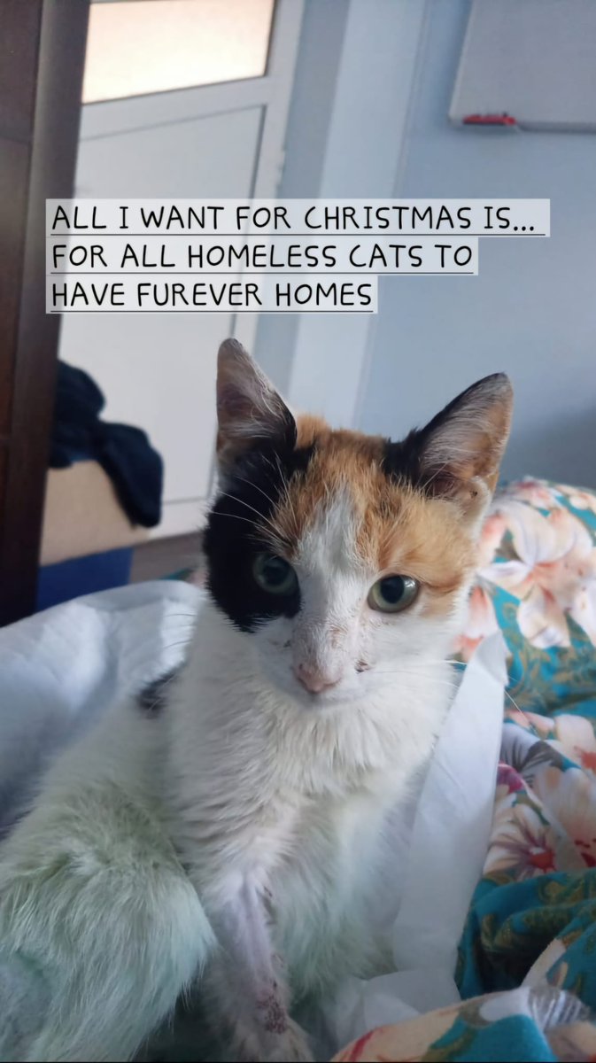 KaspaWizard's tweet photo. @CoinMarketCap Only one wish she's having...
Check the real story at @kaspy_io
$KASPY $KASPA #memecoins #Christmas #gift #homelesscats https://t.co/0xZRghW2uJ