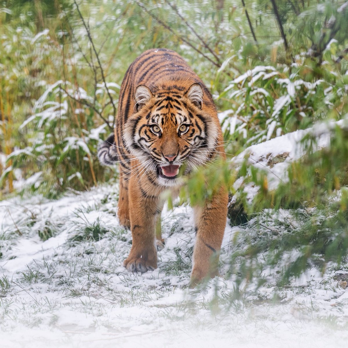 We’re back open daily from today until 5th January during the Christmas school holidays but will be closed on New Year’s Day 😄

Join us for a wild winter day out at the Safari Park ❄️

👉 Book online to save 🎟️ wmsp.co.uk

#WMSP