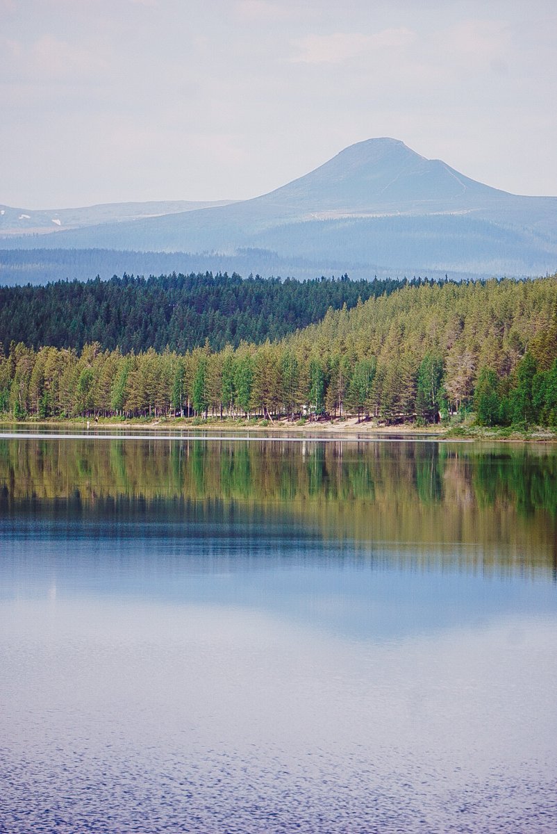 Liv 🌲 tweet media