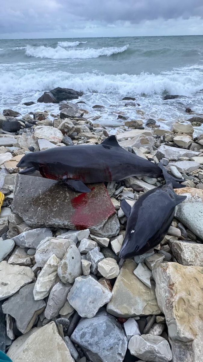 Russians are now wiping out the already endangered Azov dolphin species with their recent oil spill, washing up on shores all across the Black Sea.

Intelligent species, and to Russians, it means nothing. 

Russians only understand destruction.