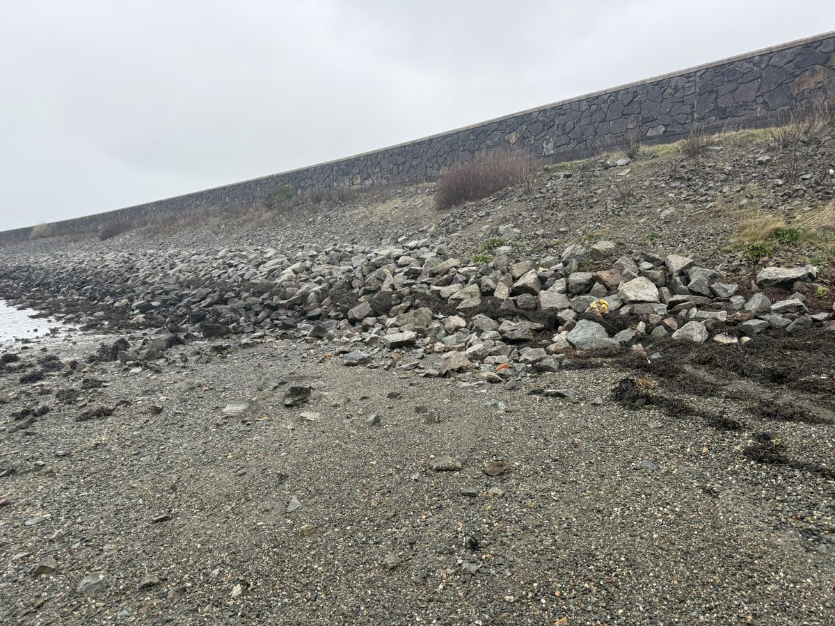 Chicken_7's tweet image. Lump of Palm Oil washed up on beach of Inland Sea at the back of Valley, dog walkers beware! @angleseycouncil #anglesey @AngleseyScMedia @holyheadcg .