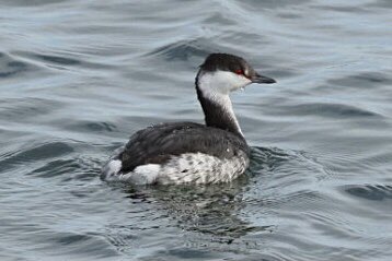 Slavonian Grebe showing quite well at Abberton this morning. LDLH causeway.