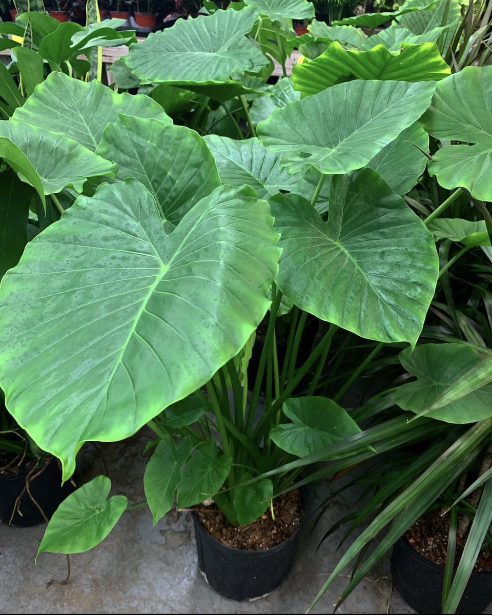 finelinessa's tweet image. 🌸SALE PROMOTION🌸

Alocasia odora, Elephant Ear - R150 per 20L bag

📞 010 213 4275 / 063 335 5126
🌐 shop.finelineslandscaping.co.za

#finelineslandscaping #alocasiaodora #elephantear #indoorplants #indoorgardening #gardensoftheworld #loveplants