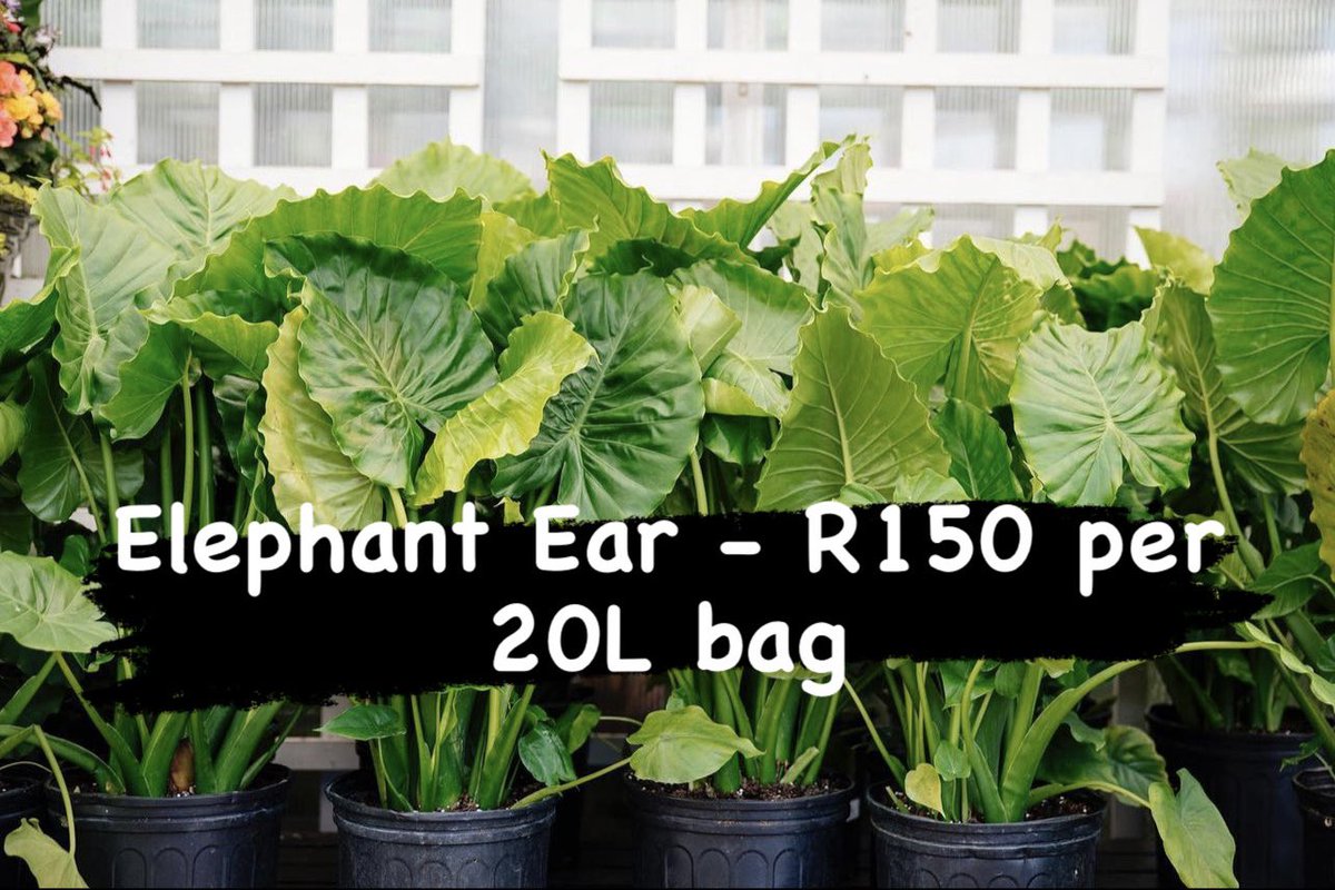 finelinessa's tweet image. 🌸SALE PROMOTION🌸

Alocasia odora, Elephant Ear - R150 per 20L bag

📞 010 213 4275 / 063 335 5126
🌐 shop.finelineslandscaping.co.za

#finelineslandscaping #alocasiaodora #elephantear #indoorplants #indoorgardening #gardensoftheworld #loveplants