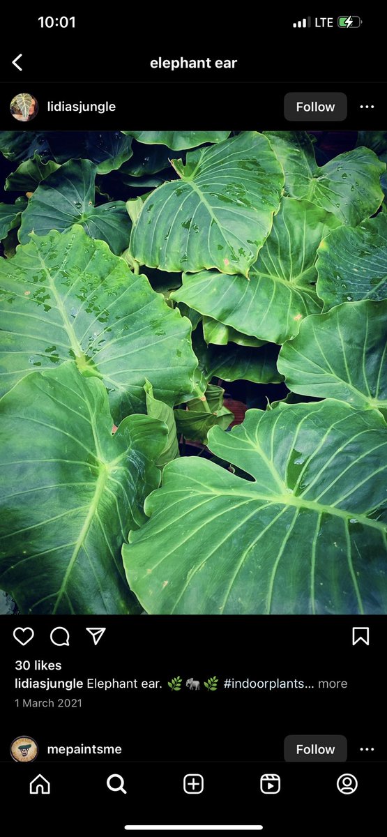 finelinessa's tweet image. 🌸SALE PROMOTION🌸

Alocasia odora, Elephant Ear - R150 per 20L bag

📞 010 213 4275 / 063 335 5126
🌐 shop.finelineslandscaping.co.za

#finelineslandscaping #alocasiaodora #elephantear #indoorplants #indoorgardening #gardensoftheworld #loveplants