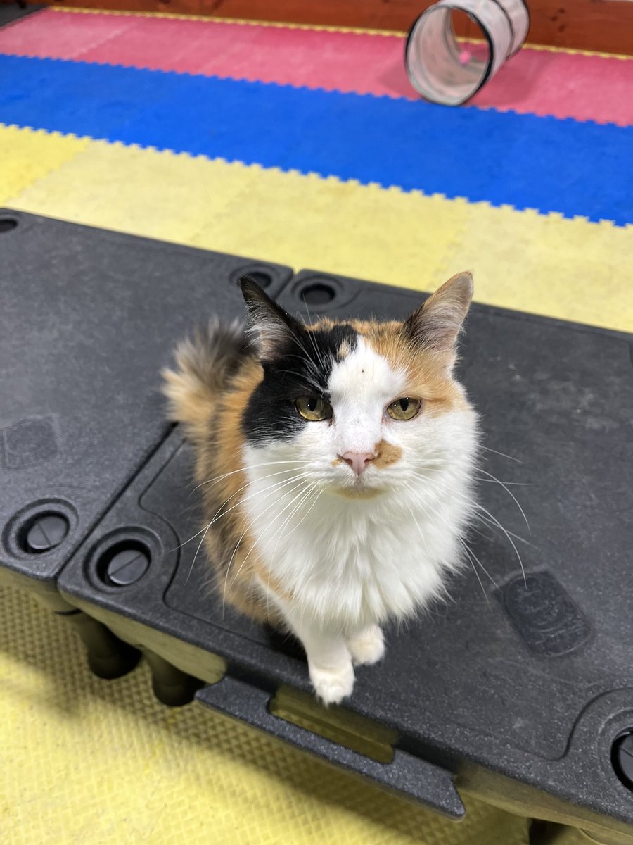 Alan McGill tweet media