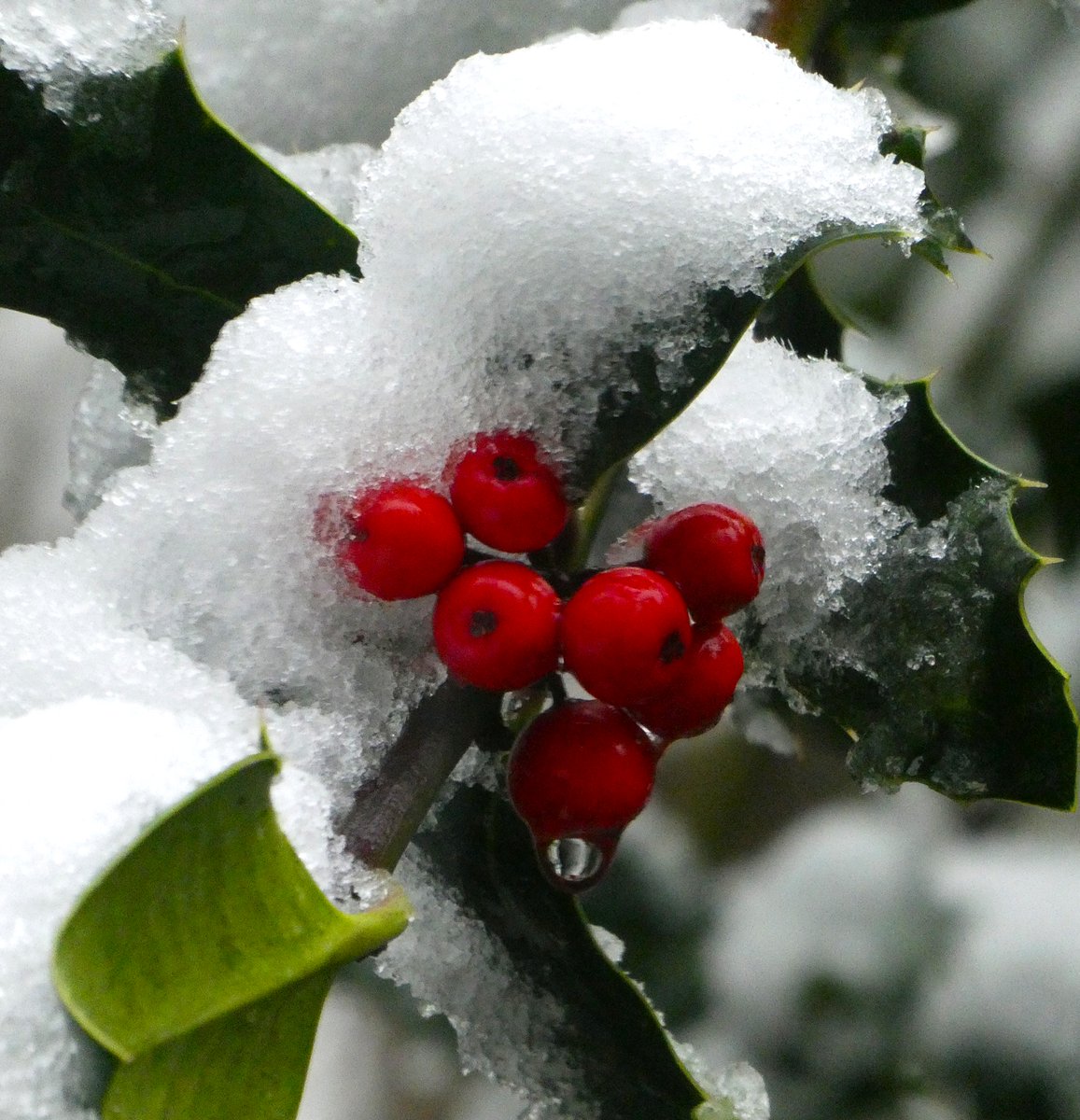 Merry Christmas everyone!🎄🌲🎄