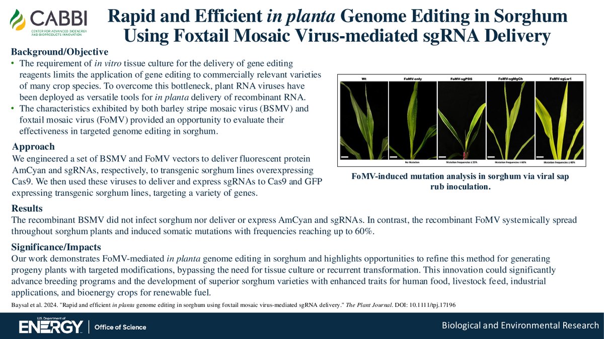 A CABBI team used foxtail mosaic virus for gene-editing in #sorghum, highlighting the potential to bypass tissue culture for plant modification and advance breeding programs to develop superior sorghum varieties for agricultural, industrial and bioenergy applications. <a href="/umncbs/">UMN CBS</a>