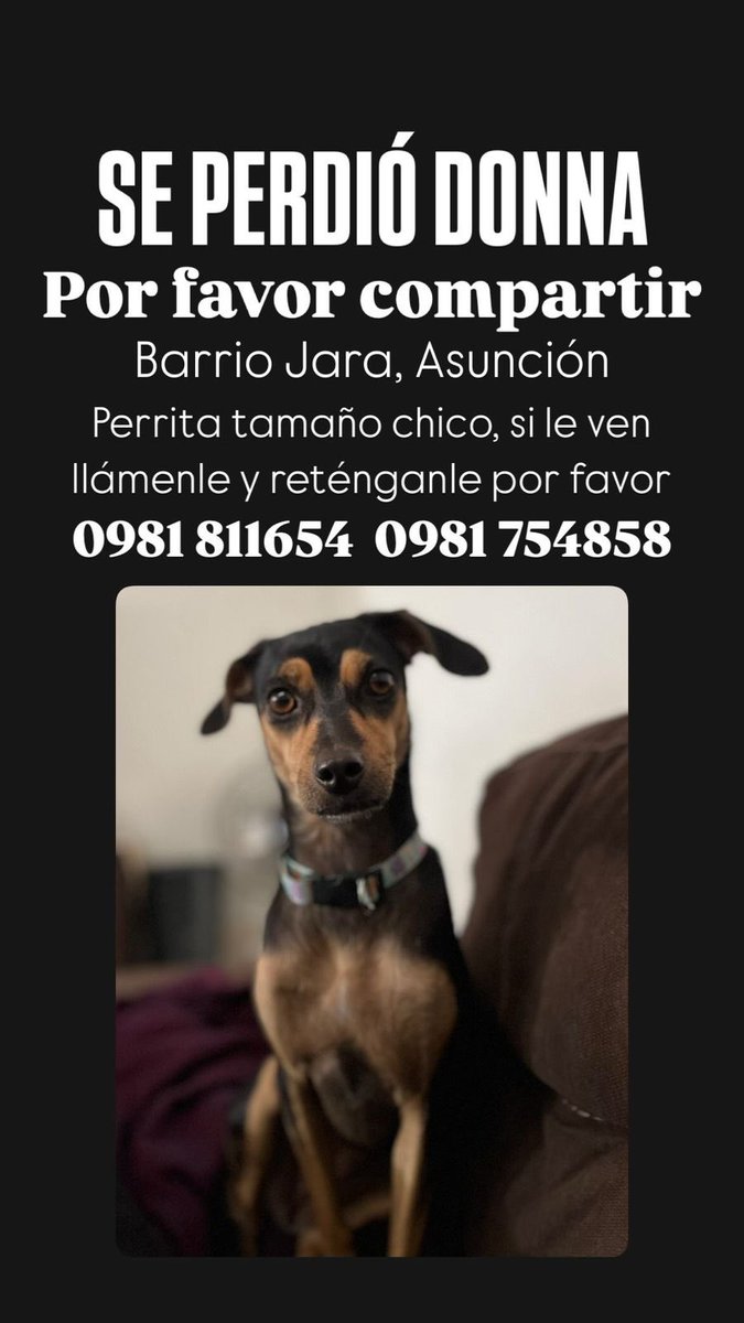 sebapelle's tweet photo. BARRIO JARA ZONA BIGGIE UNIVERSIDAD AMERICANA (Dom. 22 de diciembre) Le buscamos a Donna, perrita negra de tamaño chico/mediano, tiene un collar celeste con mi número. Si le ven porfa llamarle y retenerle, info a los números. 0981811654 y 0981754858 @perdidospy favor rt https://t.co/8lTOgPwxQT