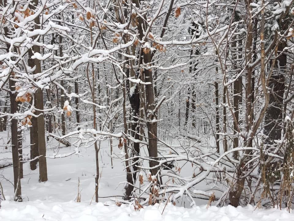 Thanks to everyone who submitted their fall photos to our #PictureBarrie gallery. The winter gallery is now open! Submit your snapshots to barrie.ca/PictureBarrie 

📷: Night is still young! by Nimesh Shakya.
📷: Tollendale Woods by Wia Jarrett.