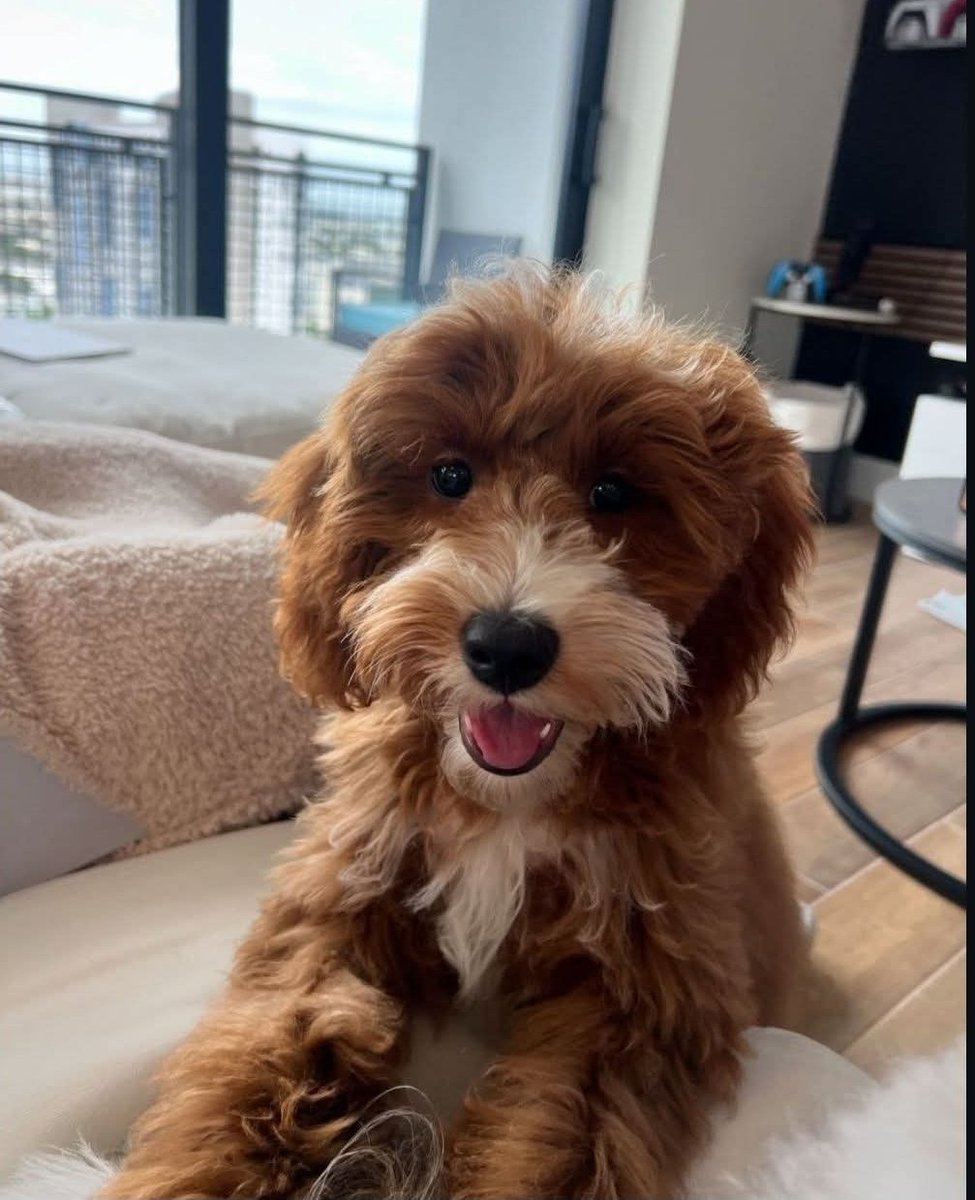 💫🦋🦋🌹🐕 love ya⚘