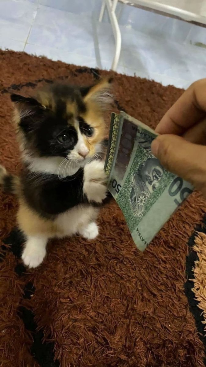 ShouldHaveCat's tweet photo. https://t.co/AnxogImdPi