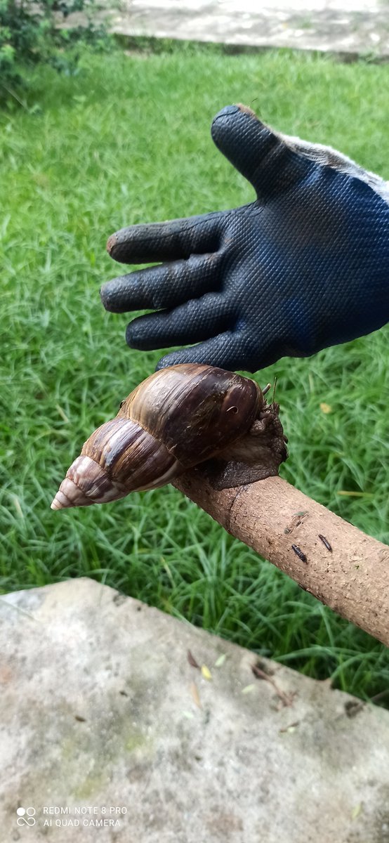 WeedersThe's tweet photo. SOCORRO BIÓLOGOS

Encontramos esse grandalhão aqui em casa, somos do DF. Aqui tem uma espécie endêmica de caracol e também o africano. Não queremos fazer mal. Alguém consegue identificar? @biologia_braba @AracnoC @BiologoRangel @biologiagabriel https://t.co/vtwiAGBu7i