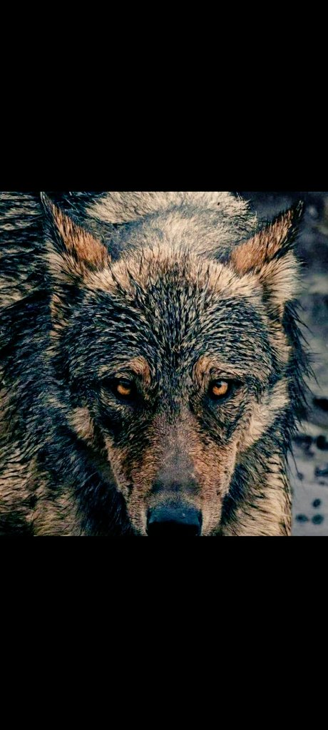 Kurt,
Bir Uygur Atasözü derki,
"Köyün itleri birbirine küs olsalar da kurdu görünce birleşirler.”🐺🤘🇹🇷