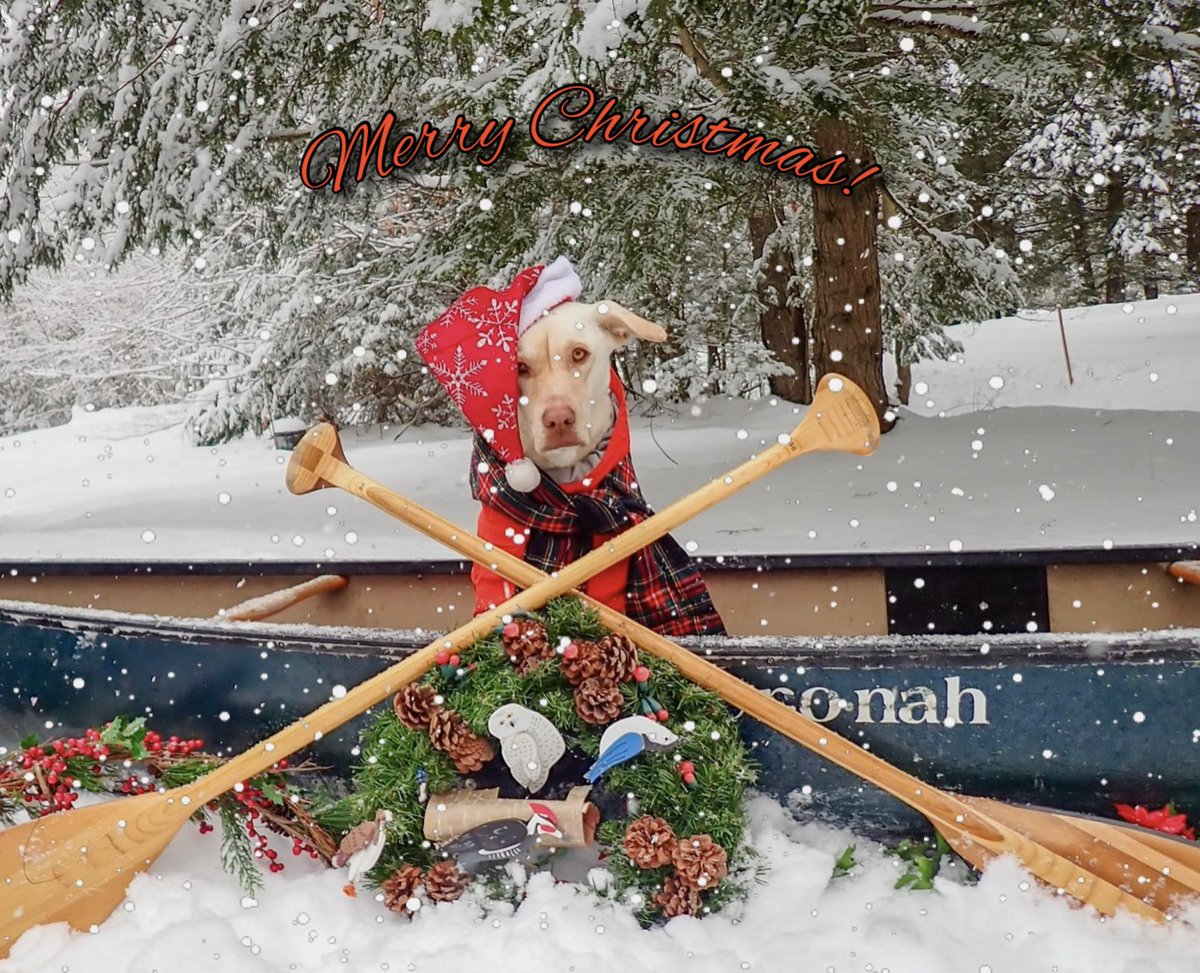 Vermont Paddle Pups tweet media