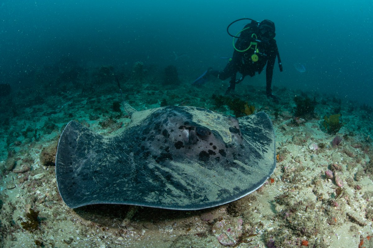 OnTheBrinkSA's tweet photo. From our team to you, we'd like to wish everyone a happy holiday season!

We hope you spend your days exploring South Africa's beautiful coastline, whether it be diving beneath the waves or simply enjoying a walk along the water's edge.

#happyholidays #onthebrink #southafrica https://t.co/QN1pwshf1d
