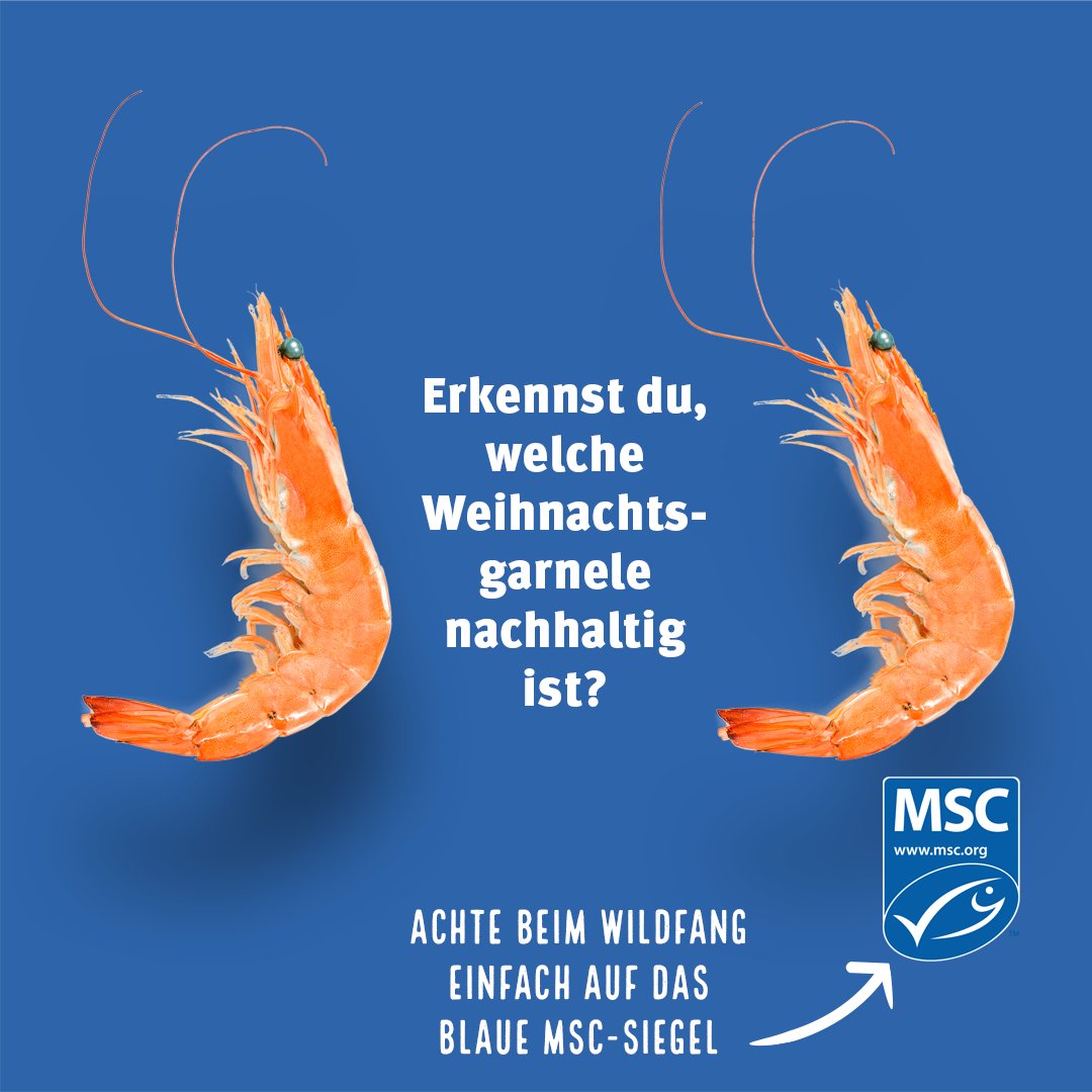 🎄🌍♻️ Grüne Weihnachten ohne Stress? Wir haben Tipps, wie Ihr Euer Fest ganz einfach umweltbewusster und nachhaltiger gestaltet.

Zum Weihnachtsfest werden oft weder Kosten noch Mühe gescheut, um das Fest besonders zu machen. Jedoch belastet die #Ökobilanz der Festtage die