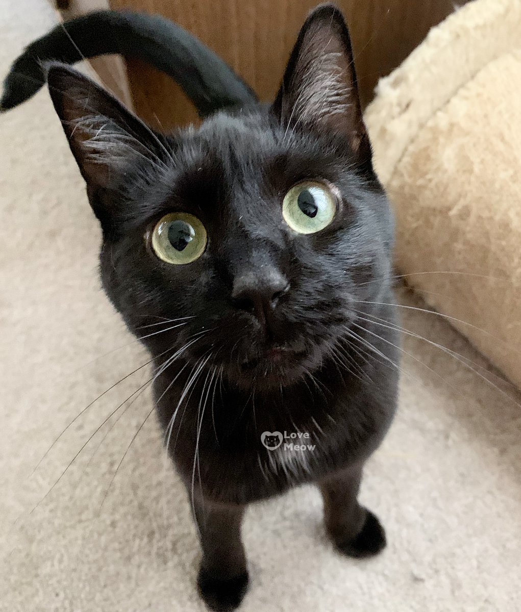 Love Meow tweet media