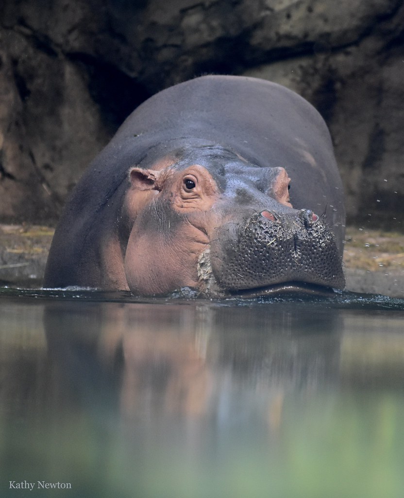 Fiona 🤩 Interest in the Nile hippo and protecting its habitat in Africa benefits all species, many critically endangered, that share their ecosystem. cincinnatizoo.org/discover-the-w…