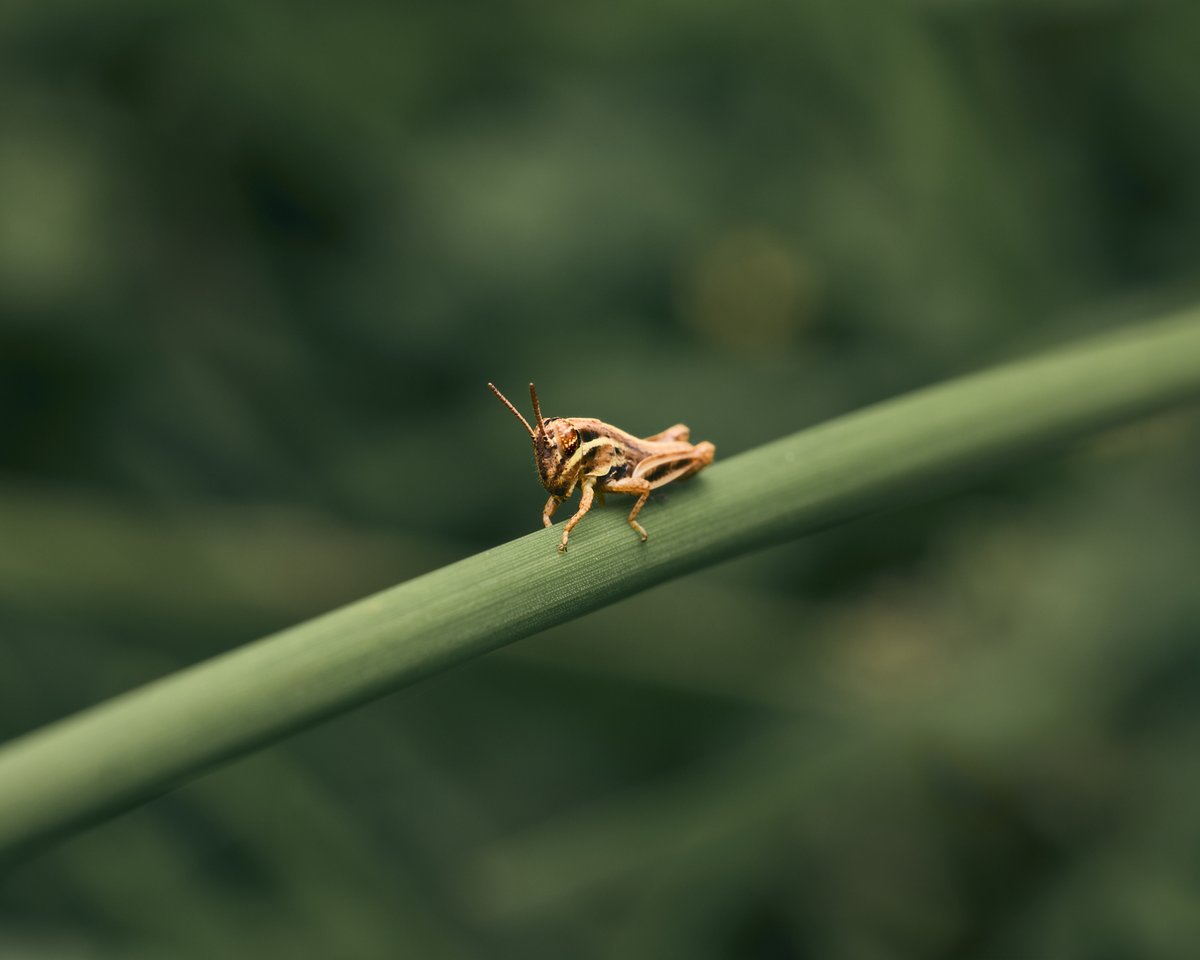 lowbassphotog's tweet photo. Small one facing the big world... #atlanticgrasshopper #photography #wildlifephotography #animalphotography #grasshopper #insect #insectphotography #macro #macrophotography #closeupphotography #naturephotography #entomology #macroinsects #apppicoftheweek #canonfavpic #captureone https://t.co/dBQq5pCAIZ
