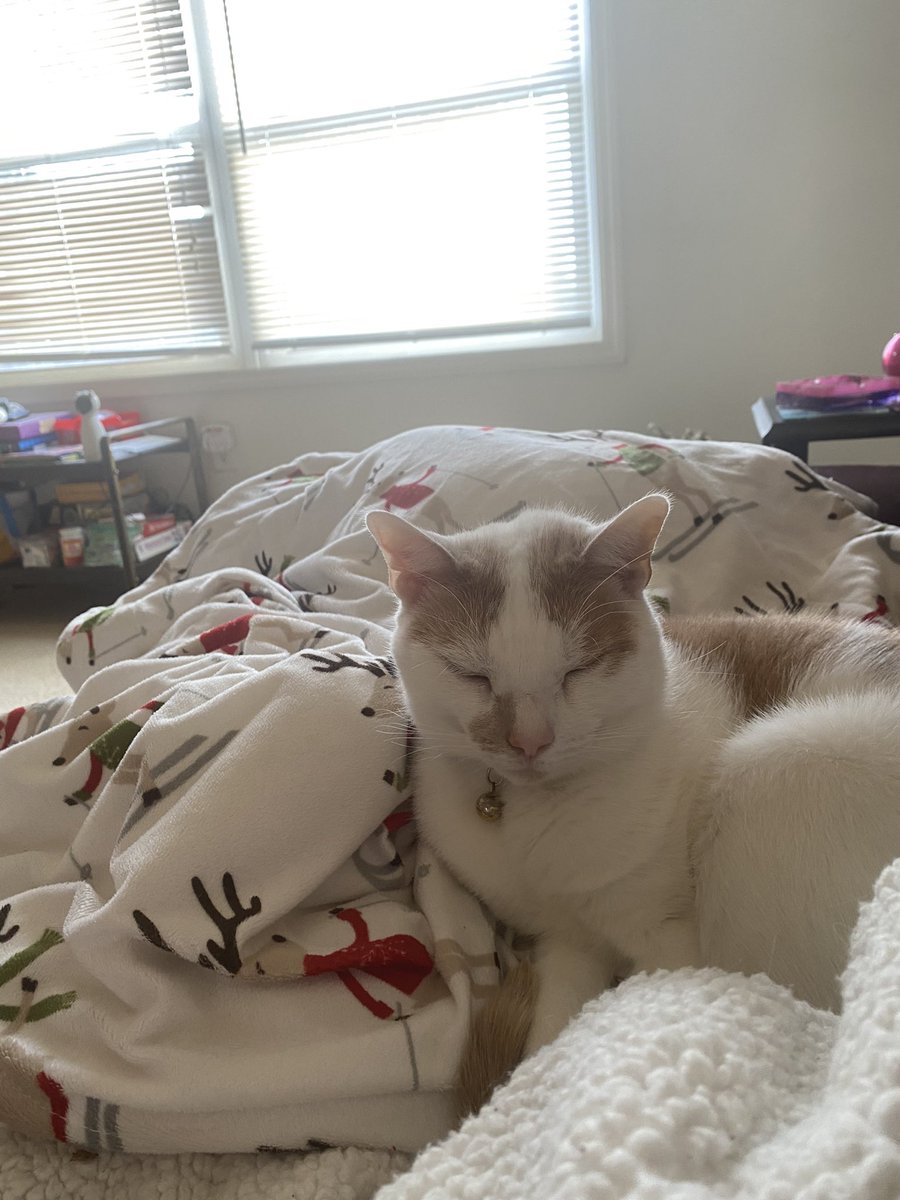 littol_arthur's tweet photo. resent life updatess: got in baskit, cuddle with pawpa, try layeng an new way! https://t.co/i2RbaCLNmn