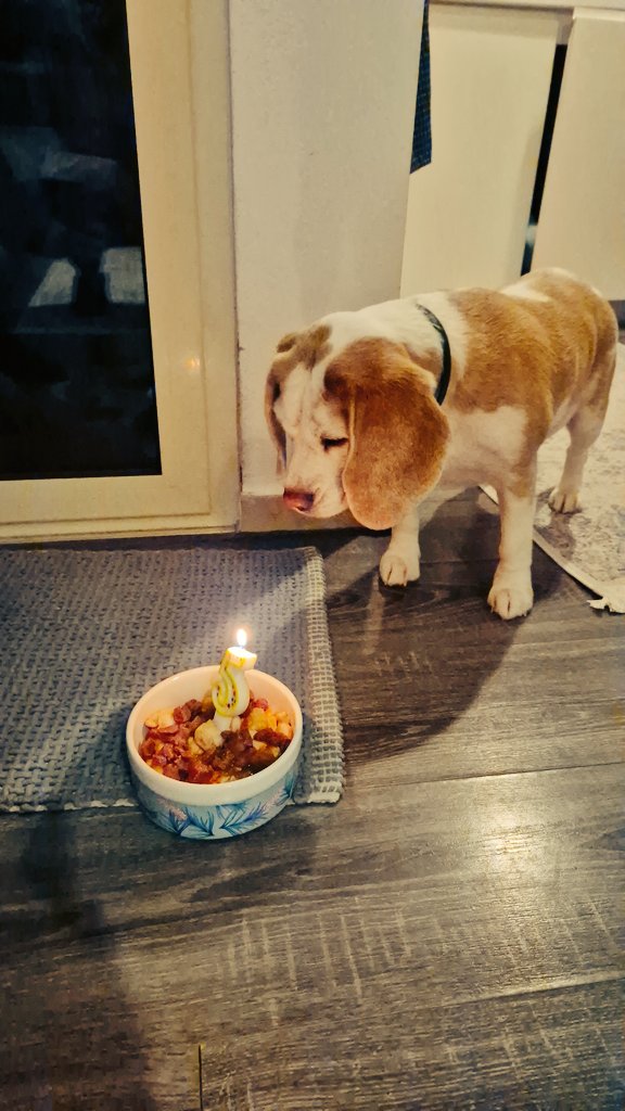 artankasumi's tweet photo. Today, my pup turns 5! 🎉 Happy birthday to the fluffiest bundle of joy! 🐾 May you live long and always cherish the treat-filled days ahead 🎂🐶 #5YearsOfFurEver #birthdayvibes #Luna #Beaglelove https://t.co/6N8BJTxK9c