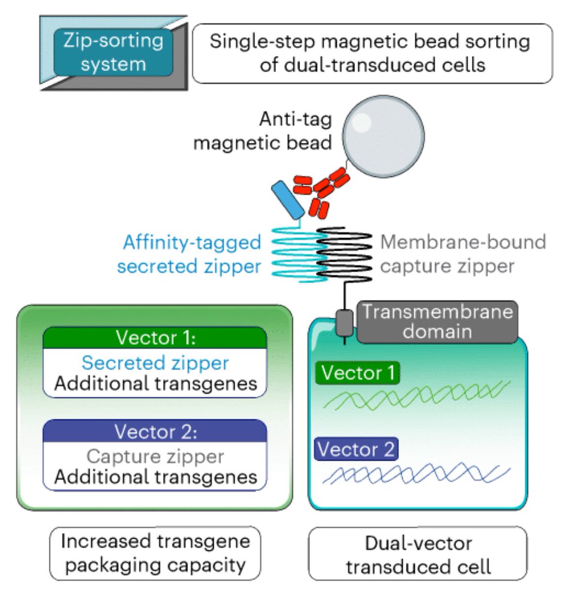 van den Brink Lab (@vandenbrinklab) on Twitter photo Thrilled to share that our latest research has been published in <a href="/natBME/">Nature Biomedical Engineering</a>! 🎉 This work led by <a href="/ScottJamesCART/">Scott James</a>, highlights our Zip-sort methodology of T cells incorporating multiple transgenes!Huge thank you to all our collaborators!
Read all about it: rdcu.be/d4y28 Thrilled to share that our latest research has been published in <a href="/natBME/">Nature Biomedical Engineering</a>! 🎉 This work led by <a href="/ScottJamesCART/">Scott James</a>, highlights our Zip-sort methodology of T cells incorporating multiple transgenes!Huge thank you to all our collaborators!
Read all about it: rdcu.be/d4y28