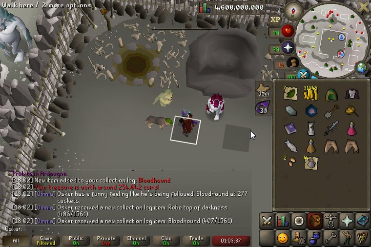 Pet #12, Bloodhound at 277 masters