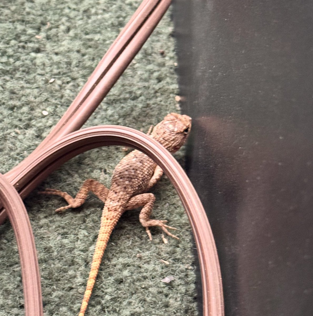 DesertRie's tweet photo. #ArizonaProblems
😂😬🦎🌵🌞
Under my desk 🤎 he’s about 2 inches long. So cute. https://t.co/8vD2LfU3R3