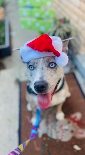 Happy holidays from the pets of Ochsner Digital Medicine!❤️💚🐶🐱 Our festive fur friends have pulled out their holiday best for a jolly good time. Share your pets’ adorable holiday looks with us to spread some cheer and make the season that much brighter!