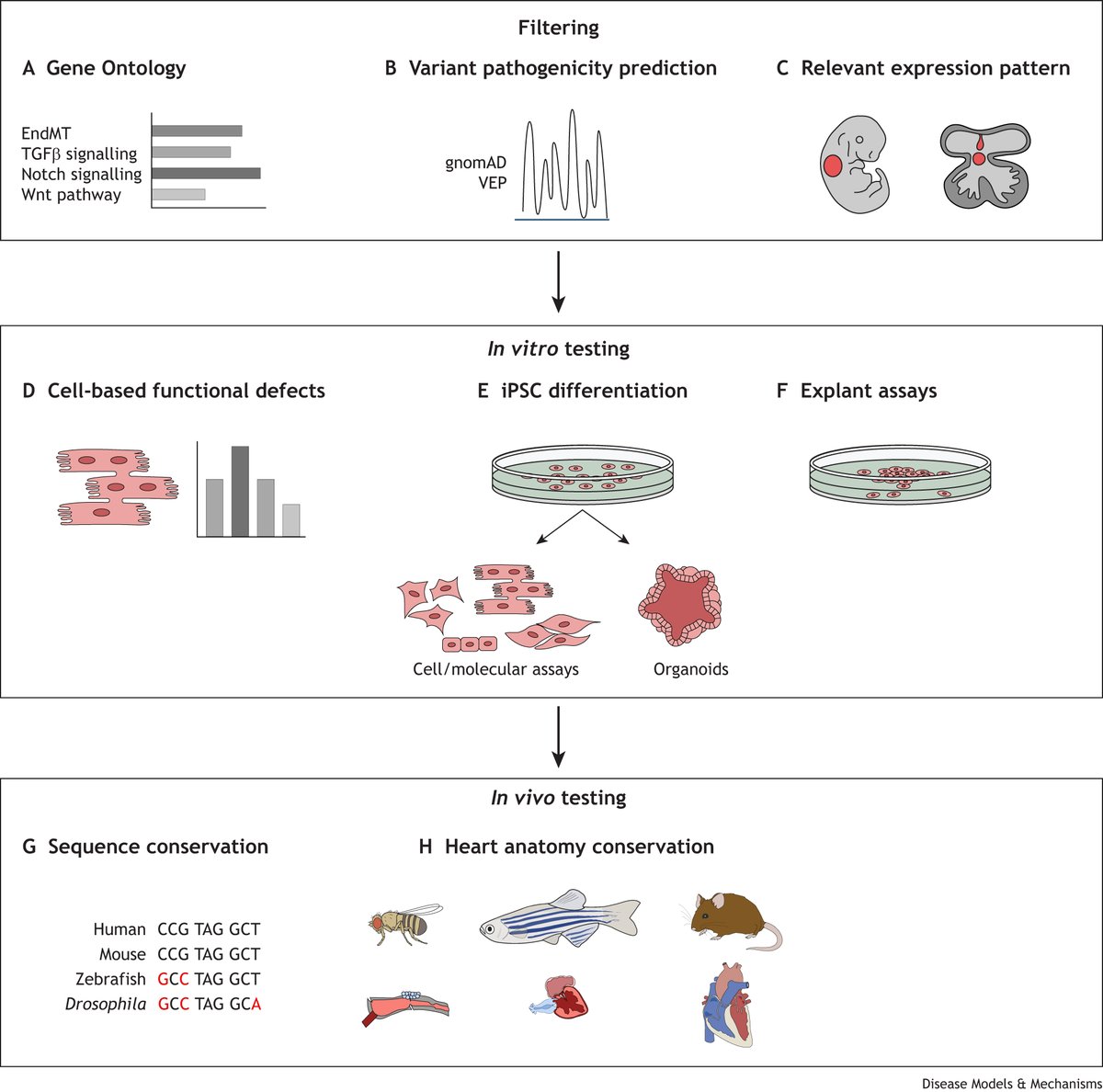 Deborah Henderson et al. created a coherent framework for accurately modelling and phenotyping human #CongenitalHeartDefects in mice🐭 🫀.  

journals.biologists.com/dmm/article/17…