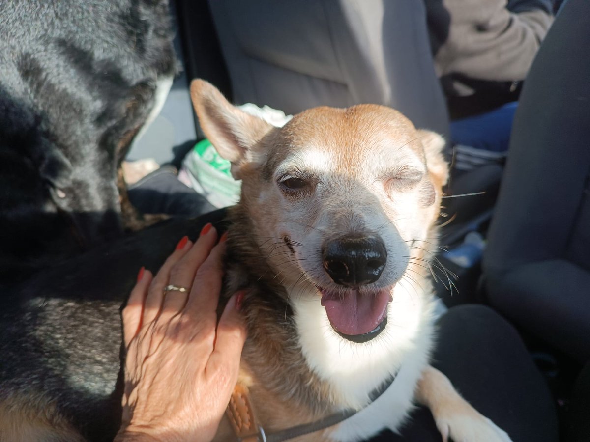#ZORRITO
Este abuelito de casi 11 años y 12 kg , procede de un síndrome de Noé.
Necesita acogida o adopción, está en residencia y no es lugar para un abuelito.
adopcion.lasanimal@gmail.com