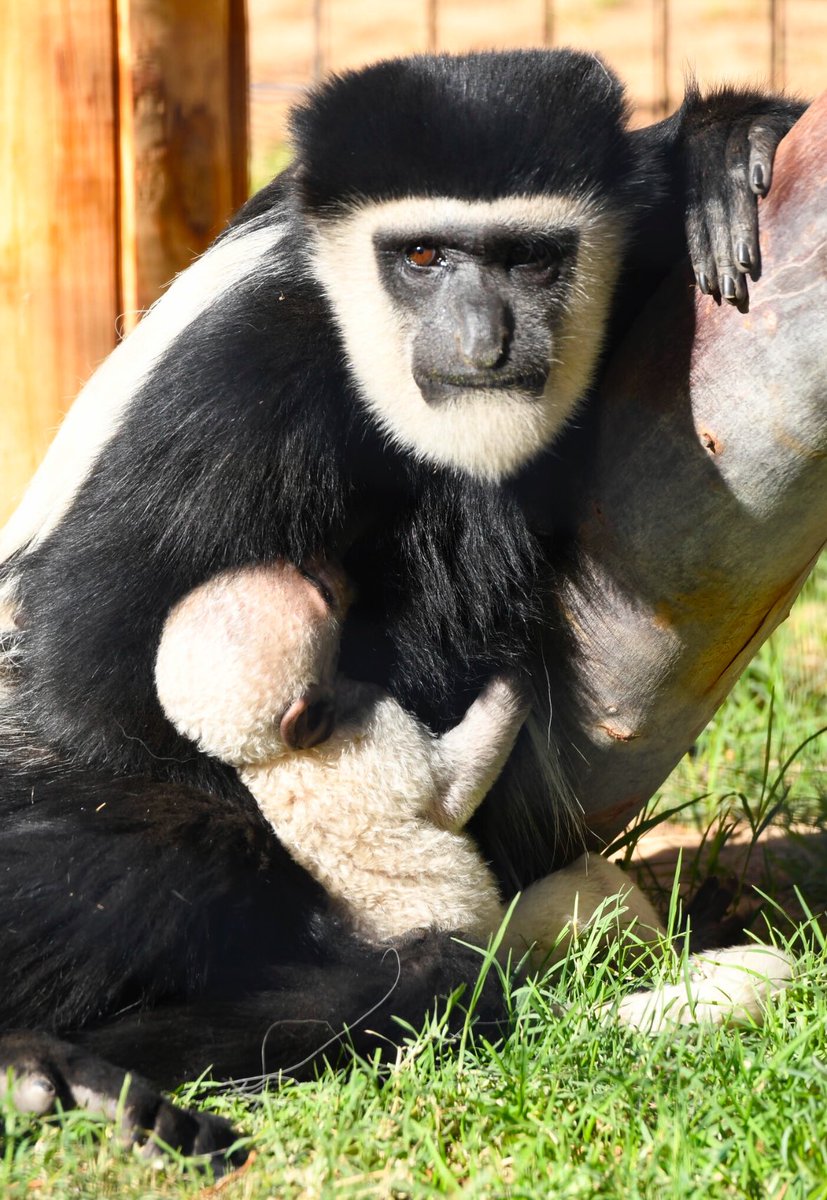 ZooWildlife's tweet photo. Just in time for the Colobus family Christmas card 🎄
We have a brand new baby!
Known for their long, fluffy tails which are longer than their bodies, Colobus Monkeys are found in the forests and grasslands of Central Africa.
#colobusmonkey #babymonkey #westvalleyaz https://t.co/88UYnnkFGY