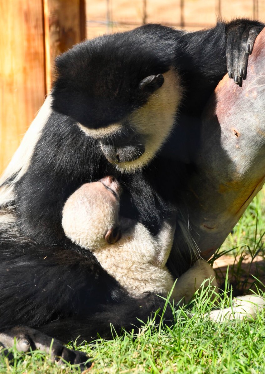 ZooWildlife's tweet photo. Just in time for the Colobus family Christmas card 🎄
We have a brand new baby!
Known for their long, fluffy tails which are longer than their bodies, Colobus Monkeys are found in the forests and grasslands of Central Africa.
#colobusmonkey #babymonkey #westvalleyaz https://t.co/88UYnnkFGY