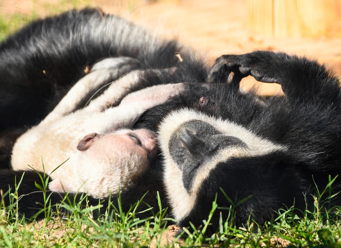 ZooWildlife's tweet photo. Just in time for the Colobus family Christmas card 🎄
We have a brand new baby!
Known for their long, fluffy tails which are longer than their bodies, Colobus Monkeys are found in the forests and grasslands of Central Africa.
#colobusmonkey #babymonkey #westvalleyaz https://t.co/88UYnnkFGY