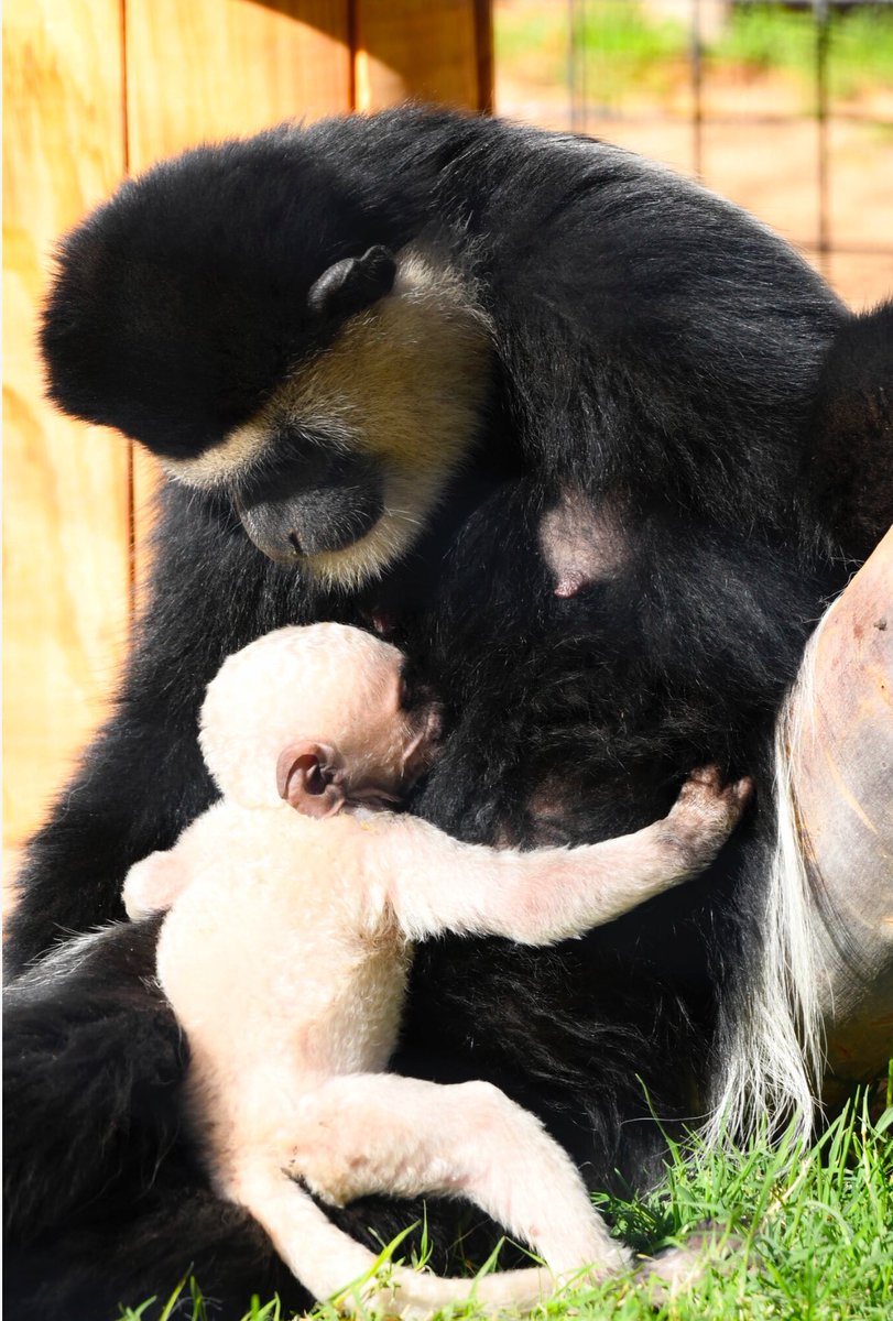ZooWildlife's tweet photo. Just in time for the Colobus family Christmas card 🎄
We have a brand new baby!
Known for their long, fluffy tails which are longer than their bodies, Colobus Monkeys are found in the forests and grasslands of Central Africa.
#colobusmonkey #babymonkey #westvalleyaz https://t.co/88UYnnkFGY