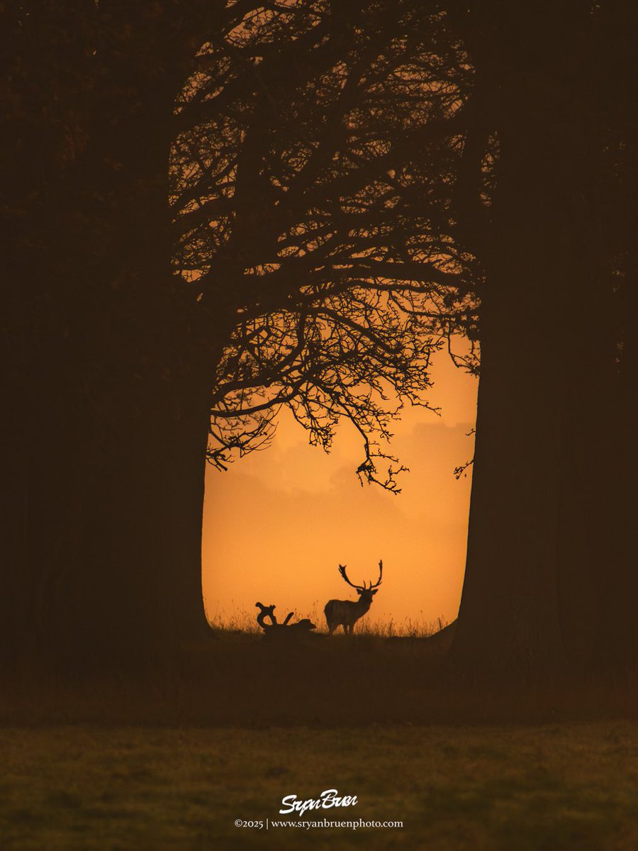 From a misty morning in the Phoenix Park.