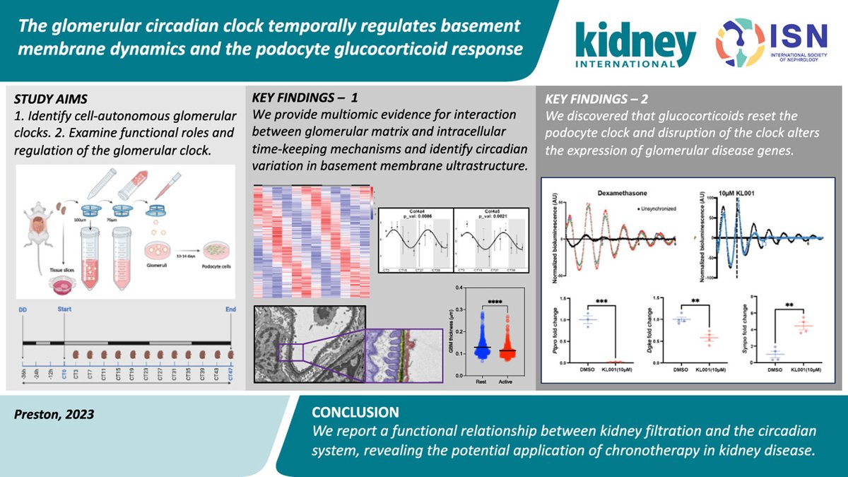 Kidney International (@kidney_int) on Twitter photo The glomerular circadian clock temporally regulates basement membrane dynamics and the podocyte glucocorticoid response
doi.org/10.1016/j.kint…
#OpenAccess #glucocorticoids #podocytes <a href="/OfficialUoM/">The University of Manchester</a> <a href="/galib_ewu36/">Syed Murtuza Baker</a> #kidneydisease #circadianrhythm The glomerular circadian clock temporally regulates basement membrane dynamics and the podocyte glucocorticoid response
doi.org/10.1016/j.kint…
#OpenAccess #glucocorticoids #podocytes <a href="/OfficialUoM/">The University of Manchester</a> <a href="/galib_ewu36/">Syed Murtuza Baker</a> #kidneydisease #circadianrhythm