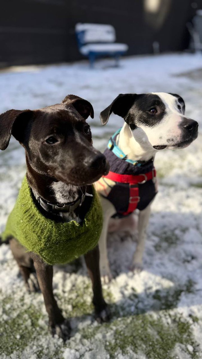 Gorgeous 1-year-old Artemis (black &amp; white), &amp; his best friend, 9-month-old Hoover are sweet, loving, playful boys who are looking for a home this holiday season. They don’t need to go home together but they both do well with other dogs. Meet them in Chelsea today! ❤️