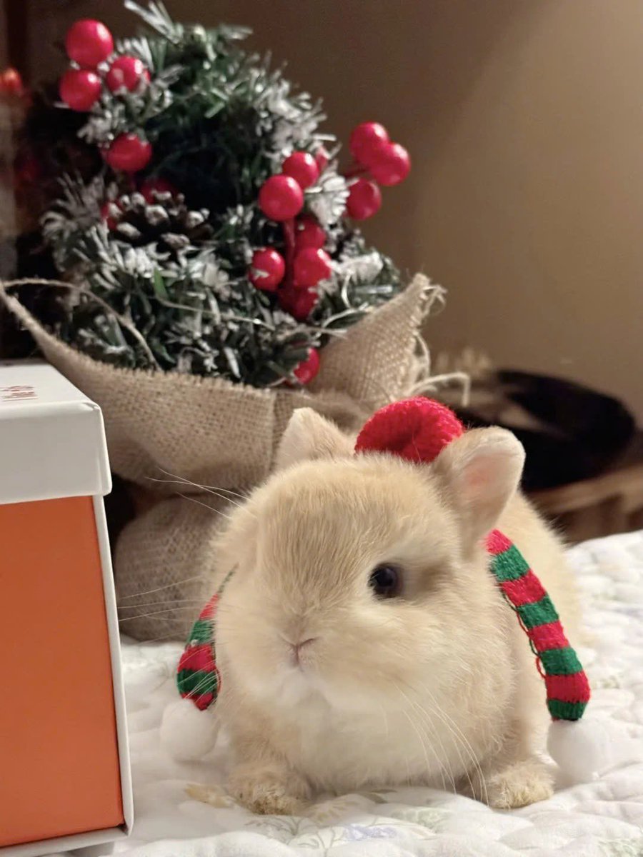 Why you should have a rabbit (@shouldhaverabit) on Twitter photo 