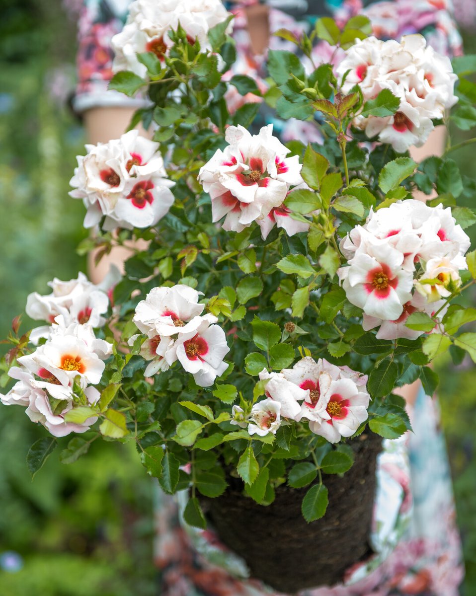 Een rozenstruik is het perfecte cadeau voor tuinliefhebbers. Geef een blijvende herinnering die elk jaar mooier wordt. im.nu/8SoAw5🎁
