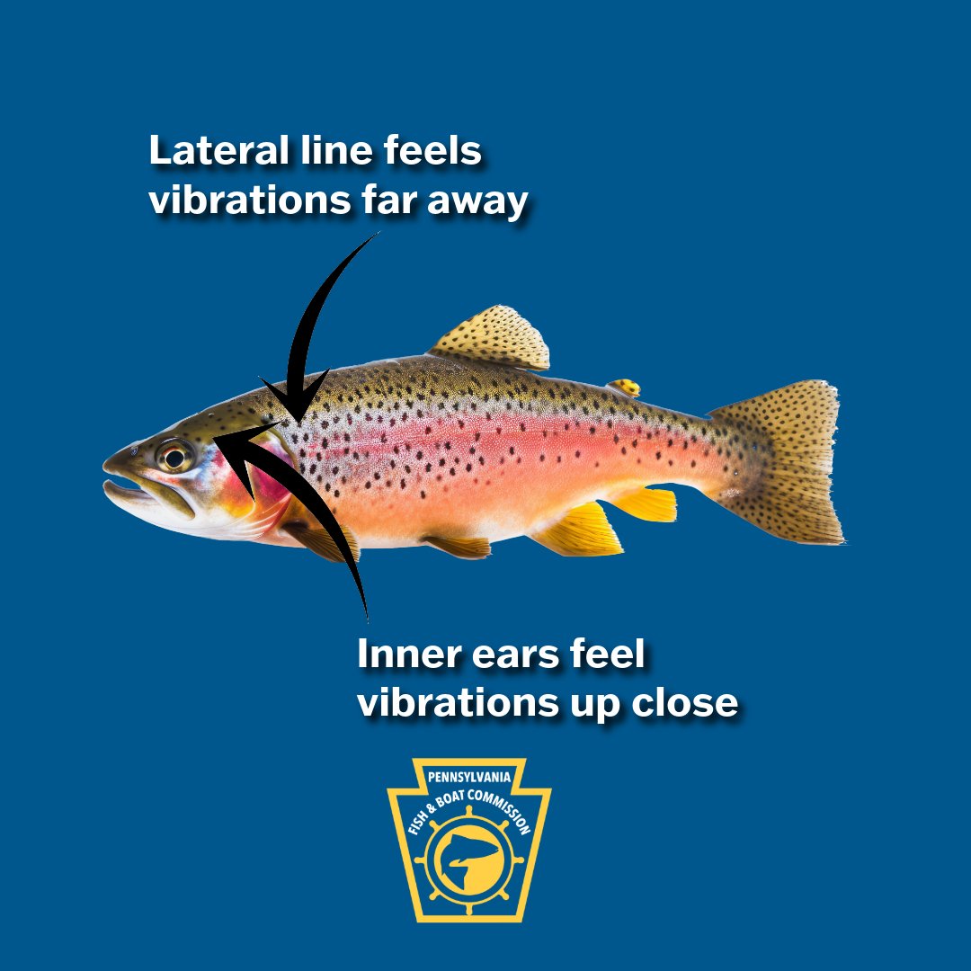 pafishandboat's tweet image. "Shhh… you'll scare the fish!" Fish have internal ears that detect sound vibrations and a lateral line for sensing low-frequency vibrations. Together, these help fish accurately locate sounds. So, when someone says, "Shhh, you'll scare the fish," they're not wrong! 🎣 #FishPA