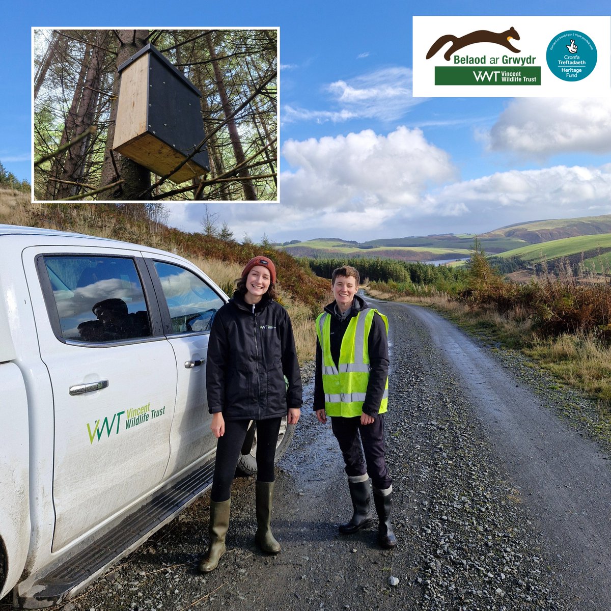 Vincent Wildlife (@vincentwildlife) on Twitter photo In autumn, #MartensOnTheMove visited Mid Wales for pine marten den box maintenance, such as replacing parts of the boxes showing signs of wear. This is done in autumn to avoid the breeding season or colder months, when pine martens are most likely using the boxes <a href="/HeritageFundUK/">The National Lottery Heritage Fund</a> In autumn, #MartensOnTheMove visited Mid Wales for pine marten den box maintenance, such as replacing parts of the boxes showing signs of wear. This is done in autumn to avoid the breeding season or colder months, when pine martens are most likely using the boxes <a href="/HeritageFundUK/">The National Lottery Heritage Fund</a>