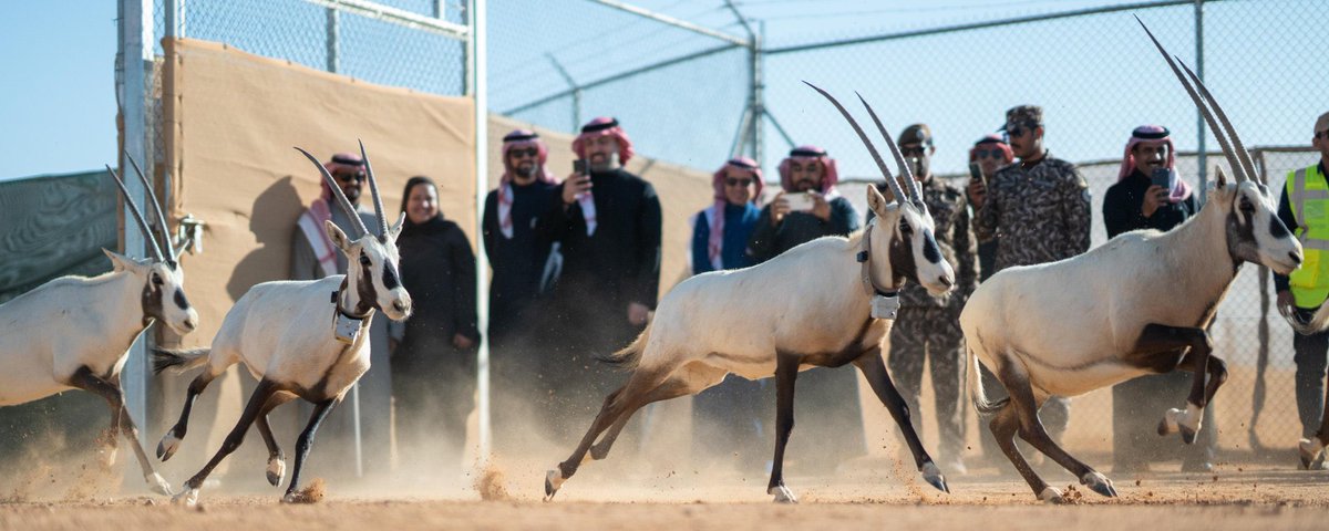 أخبار السعودية tweet media