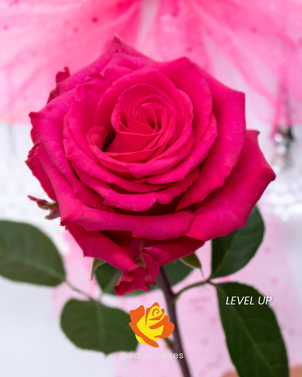 EdenRoses_Ec's tweet photo. Brighten your holiday decor with bold hues! 🌸✨ Our hot pink roses—Hot Explorer, Level Up, Pandora, and the spray rose Classic Sensation—deliver intense color that contrasts beautifully in your floral arrangements this Christmas season. 🌹💖

#HotPinkRoses #edenroses https://t.co/JoJHUAbqtG