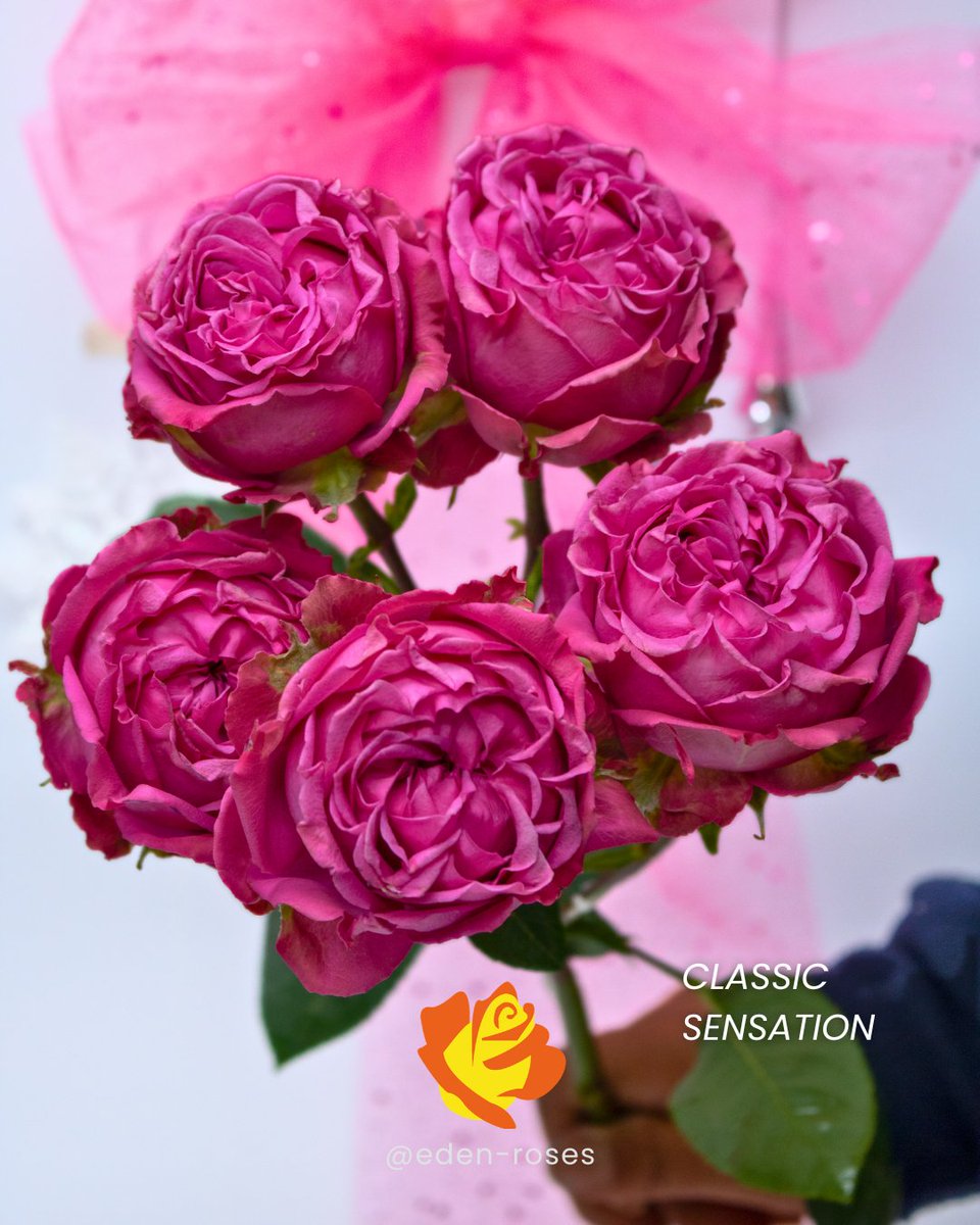 EdenRoses_Ec's tweet photo. Brighten your holiday decor with bold hues! 🌸✨ Our hot pink roses—Hot Explorer, Level Up, Pandora, and the spray rose Classic Sensation—deliver intense color that contrasts beautifully in your floral arrangements this Christmas season. 🌹💖

#HotPinkRoses #edenroses https://t.co/JoJHUAbqtG
