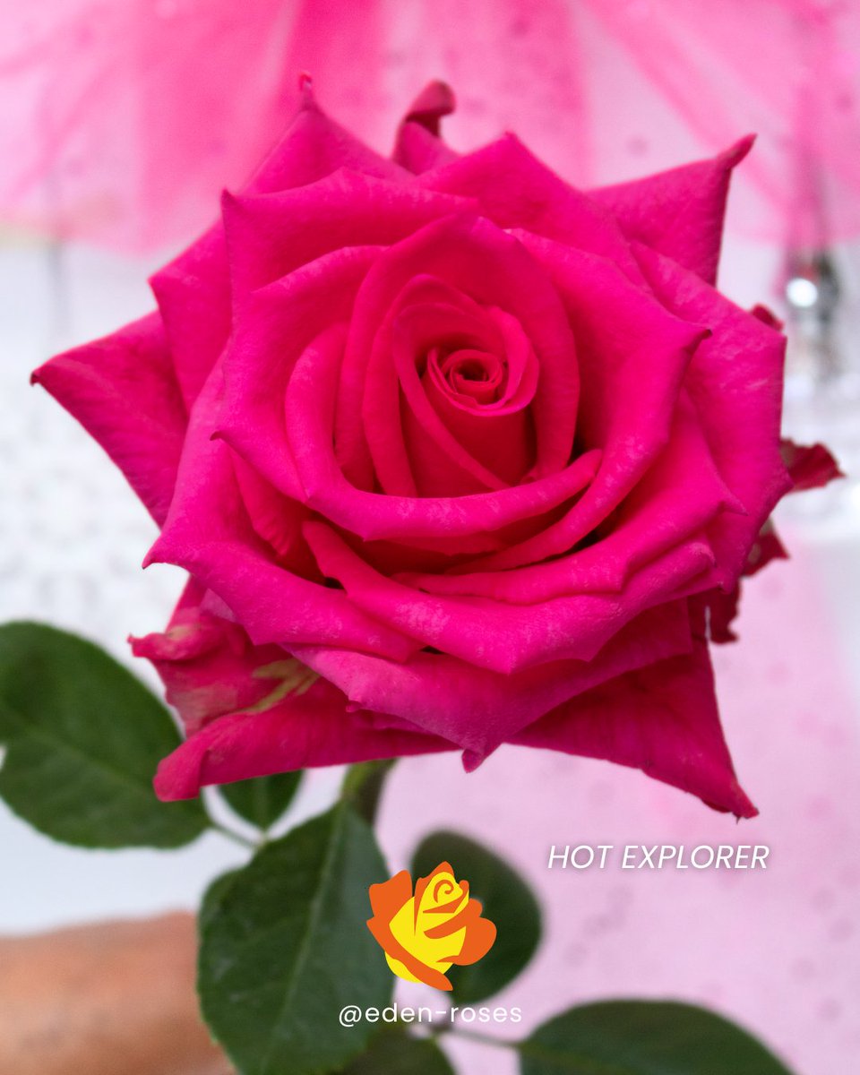 EdenRoses_Ec's tweet photo. Brighten your holiday decor with bold hues! 🌸✨ Our hot pink roses—Hot Explorer, Level Up, Pandora, and the spray rose Classic Sensation—deliver intense color that contrasts beautifully in your floral arrangements this Christmas season. 🌹💖

#HotPinkRoses #edenroses https://t.co/JoJHUAbqtG