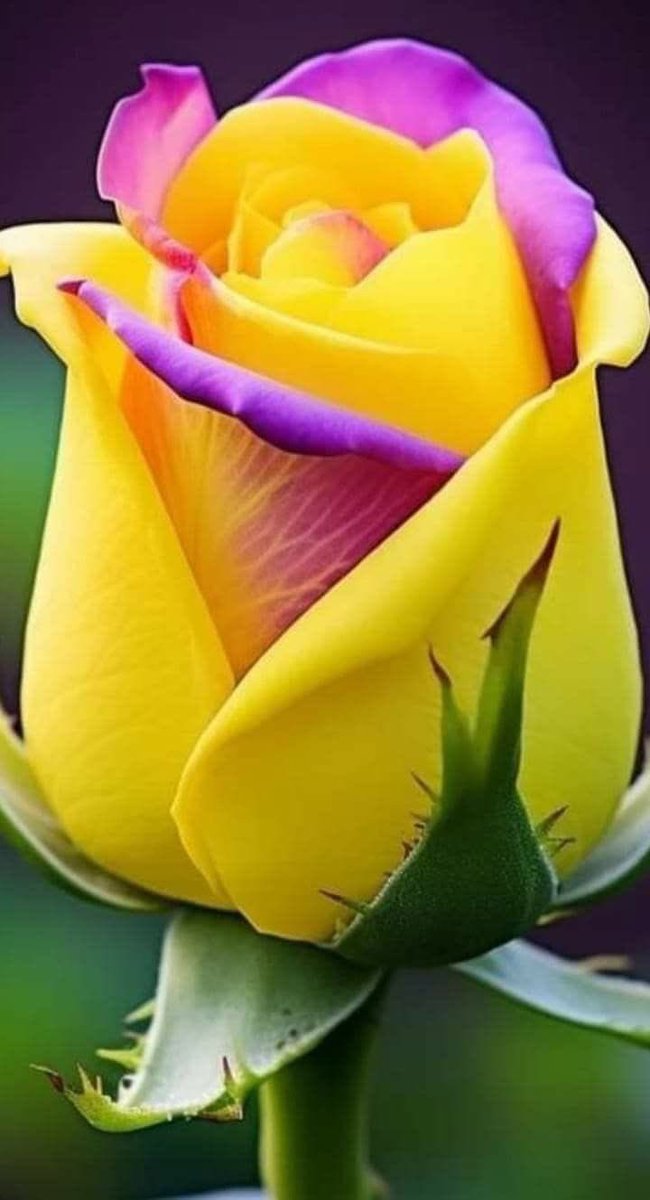 fulkosansar's tweet photo. #flowerphotography #FlowersOfTwitter #FlowerPower #Nepal https://t.co/OV9OEbewmu
