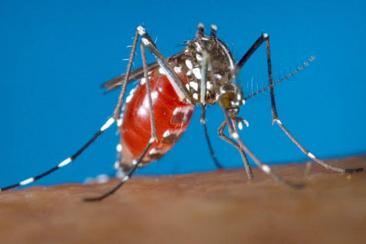 EndtheNeglect's tweet image. Chikungunya, spread by mosquitoes, causes fever, severe joint pain, and rash. While rarely fatal, it impacts lives and productivity. Control mosquitoes, promote hygiene, and strengthen health surveillance to fight it.

#EndtheNeglectInitiative #EndtheNeglect #Media_office